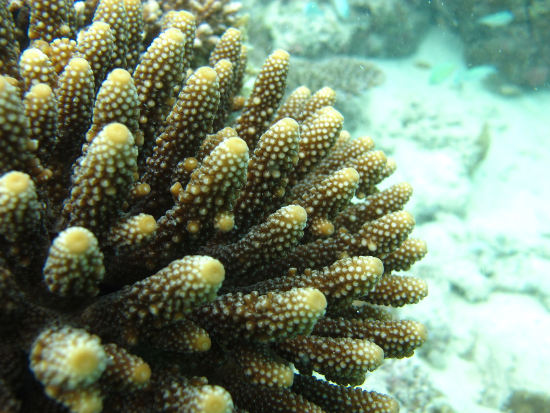  Acropora humilis (Purple Acropora, Pink Acropora)